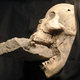 Illustration for article titled Black Plague Vampire Skull Found in Venice